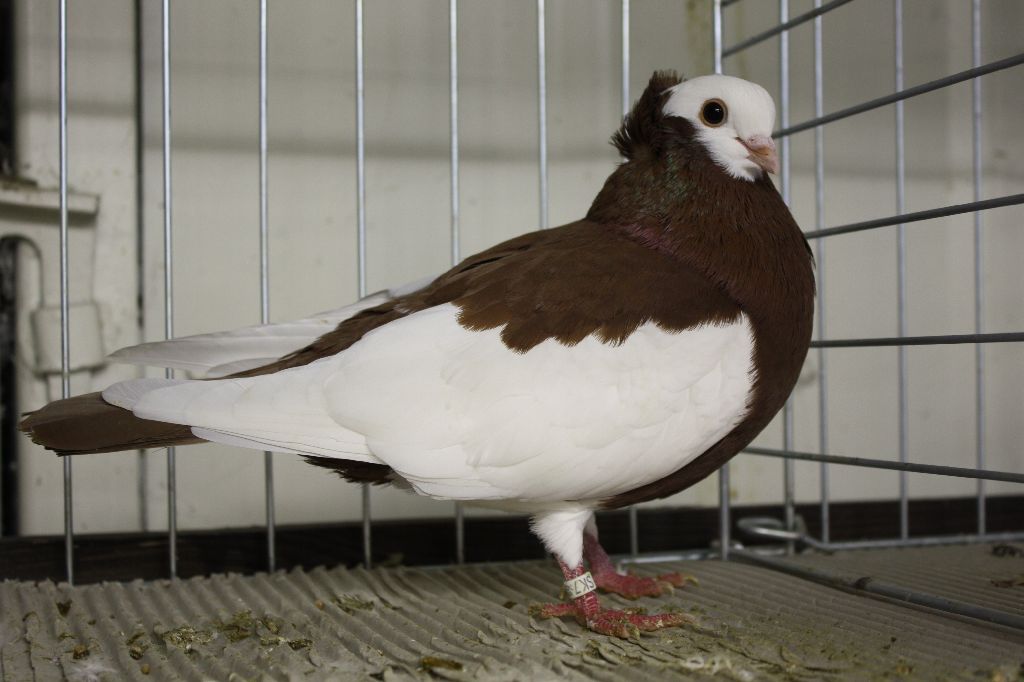 Košický kotrmeliak červený sedlatý