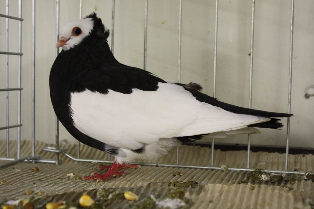 Košický kotrmeliak čierny sedlatý