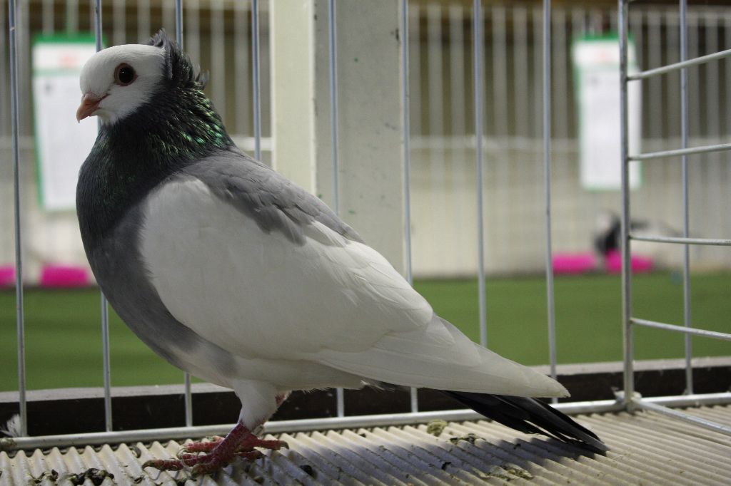 Košický kotrmeliak modrý sedlatý